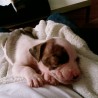 kayser